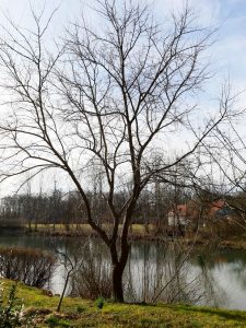 Izlet na rijeku Odru, Turopolje