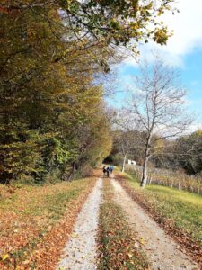 Vukomeričke gorice - staza šumarica