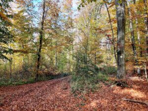 Vukomeričke gorice - staza šumarica