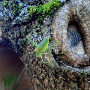 Vukomeričke gorice - staza šumarica